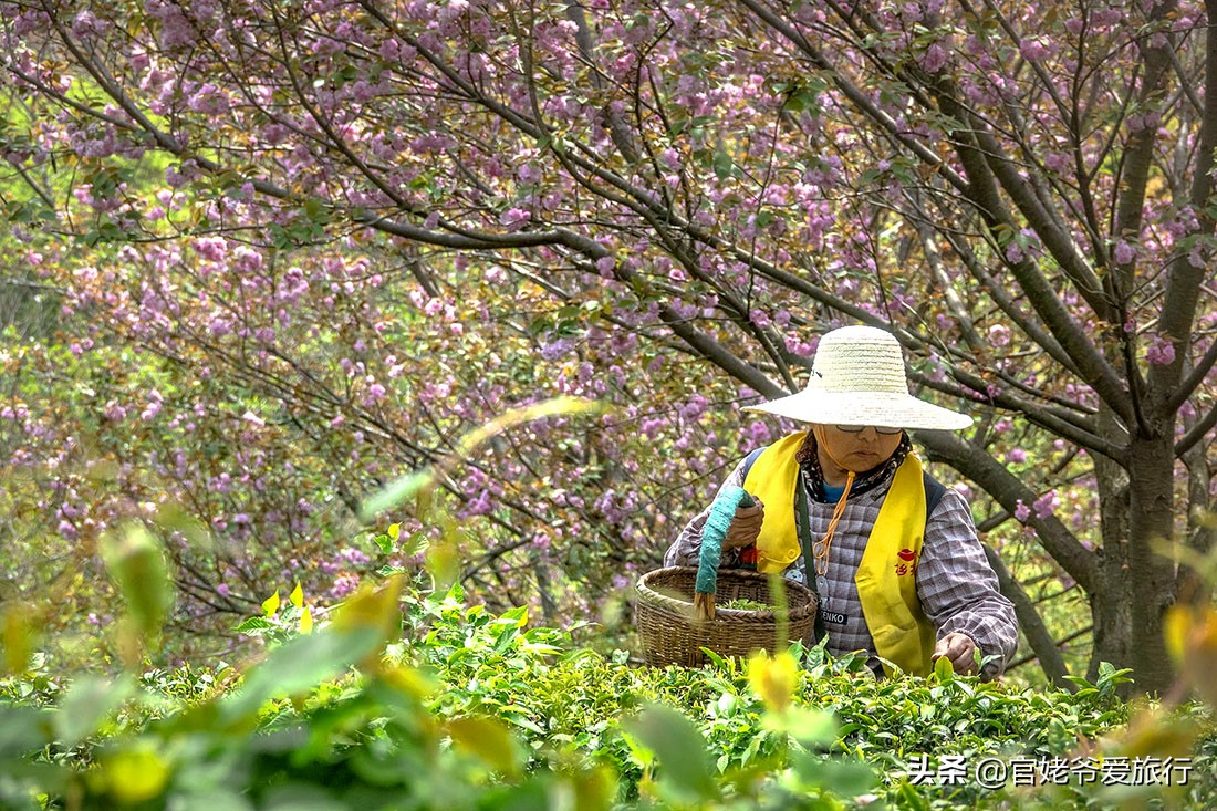 武汉黄陂茶谷风景区,武汉市黄陂区后花园