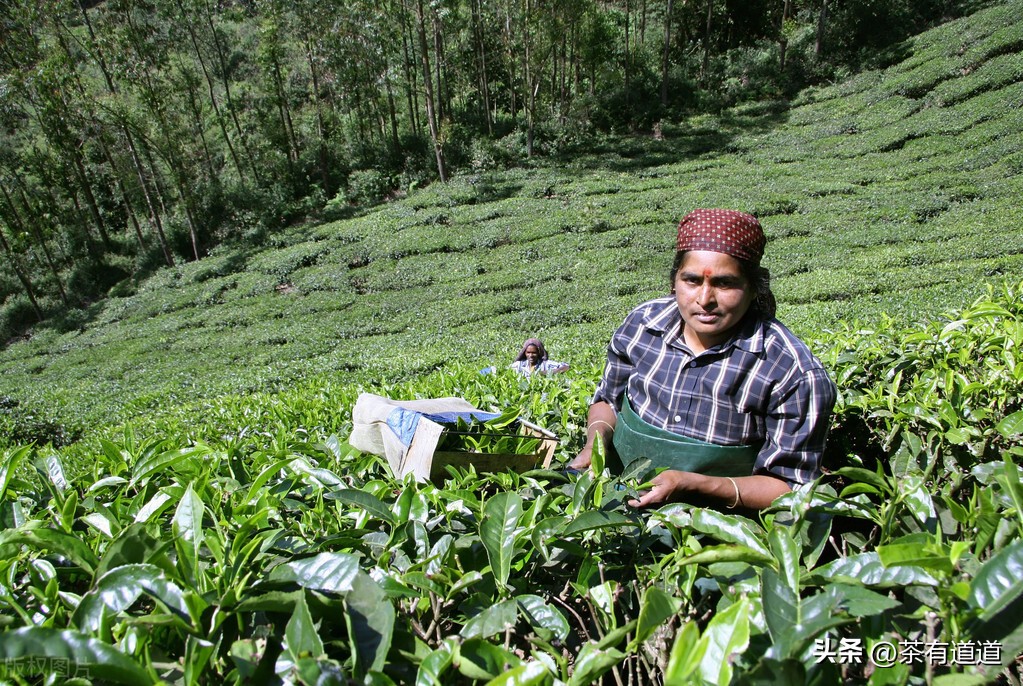 印度茶叶发展史,印度大吉岭红茶冲泡