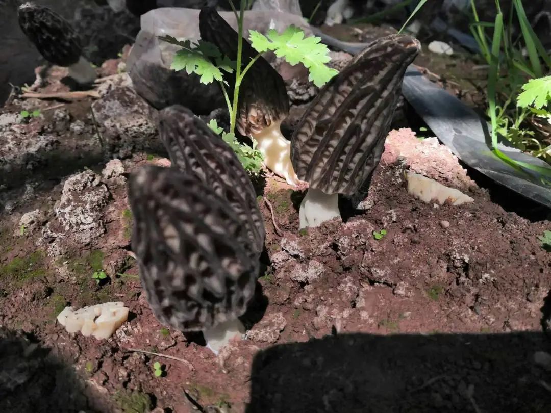 食用菌种植助力乡村振兴,乡村振兴食用菌产业计划书