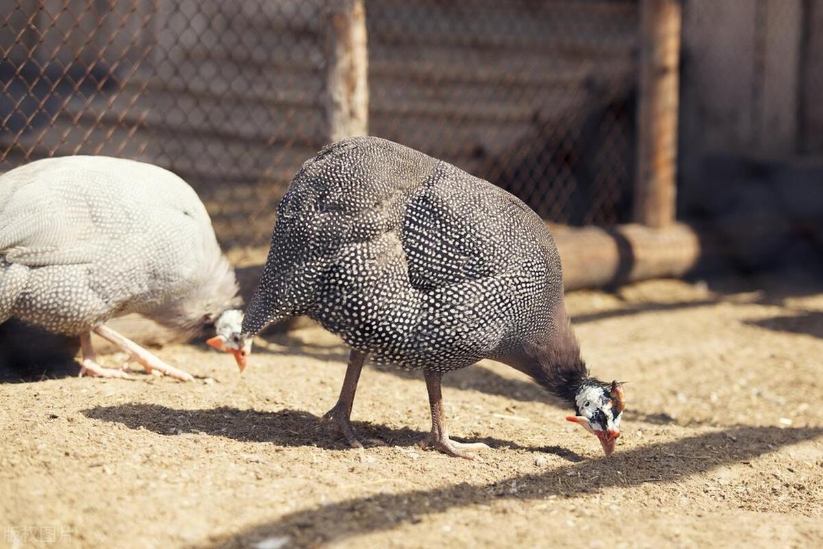 珍珠鸡育雏需要什么条件,育雏珍珠鸡怎么分公母