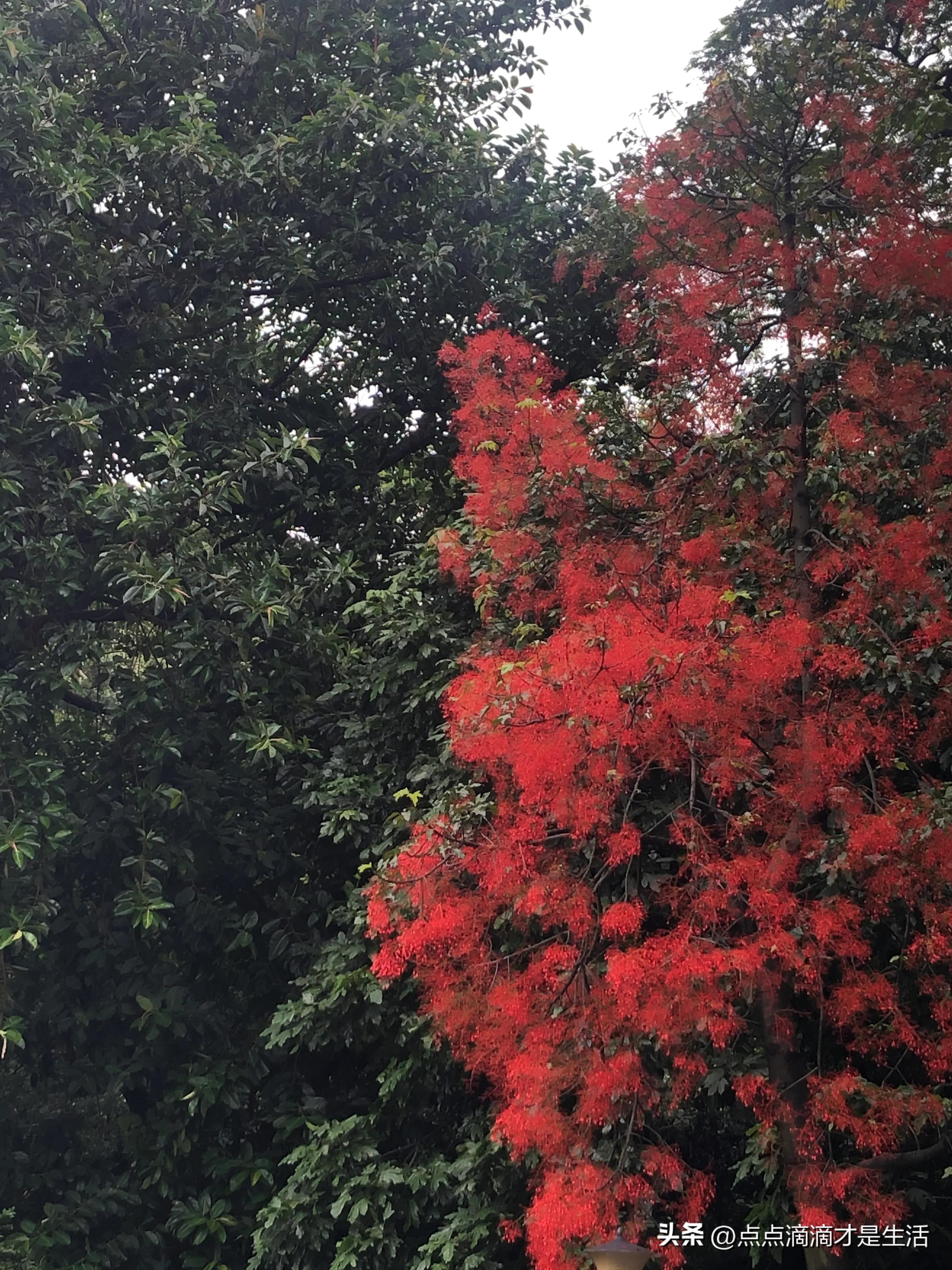 广州云台最美的花园,广州白云云台花园拍照
