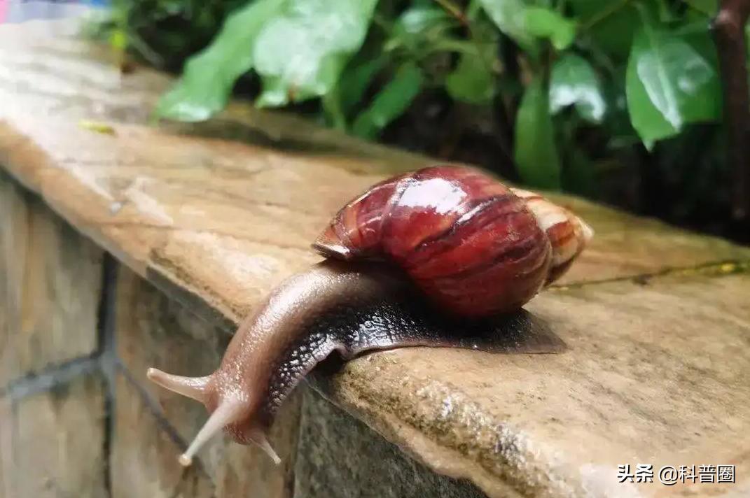 法国蜗牛非洲蜗牛,法国蜗牛与白玉蜗牛