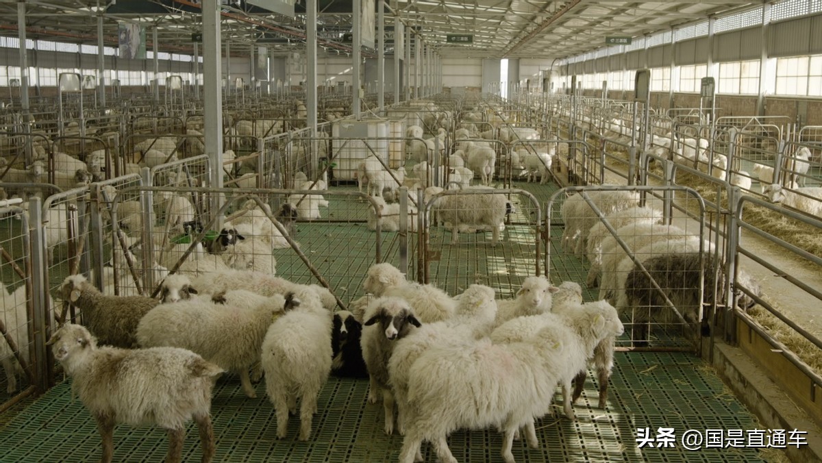 一座西北小城的电商“狂飙”：从山沟里闯出“羊”关大道