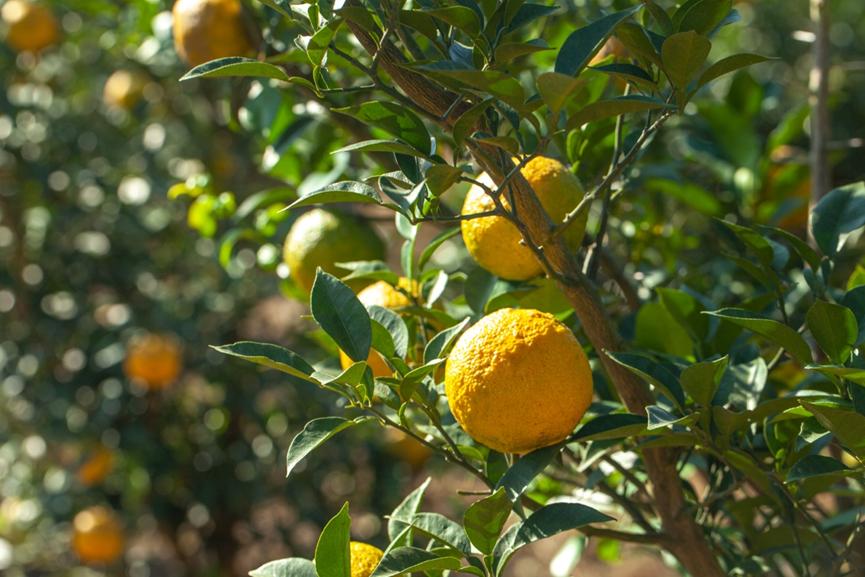 柚香谷的匠人精神将消失1300年的柚子带回母国实现团圆