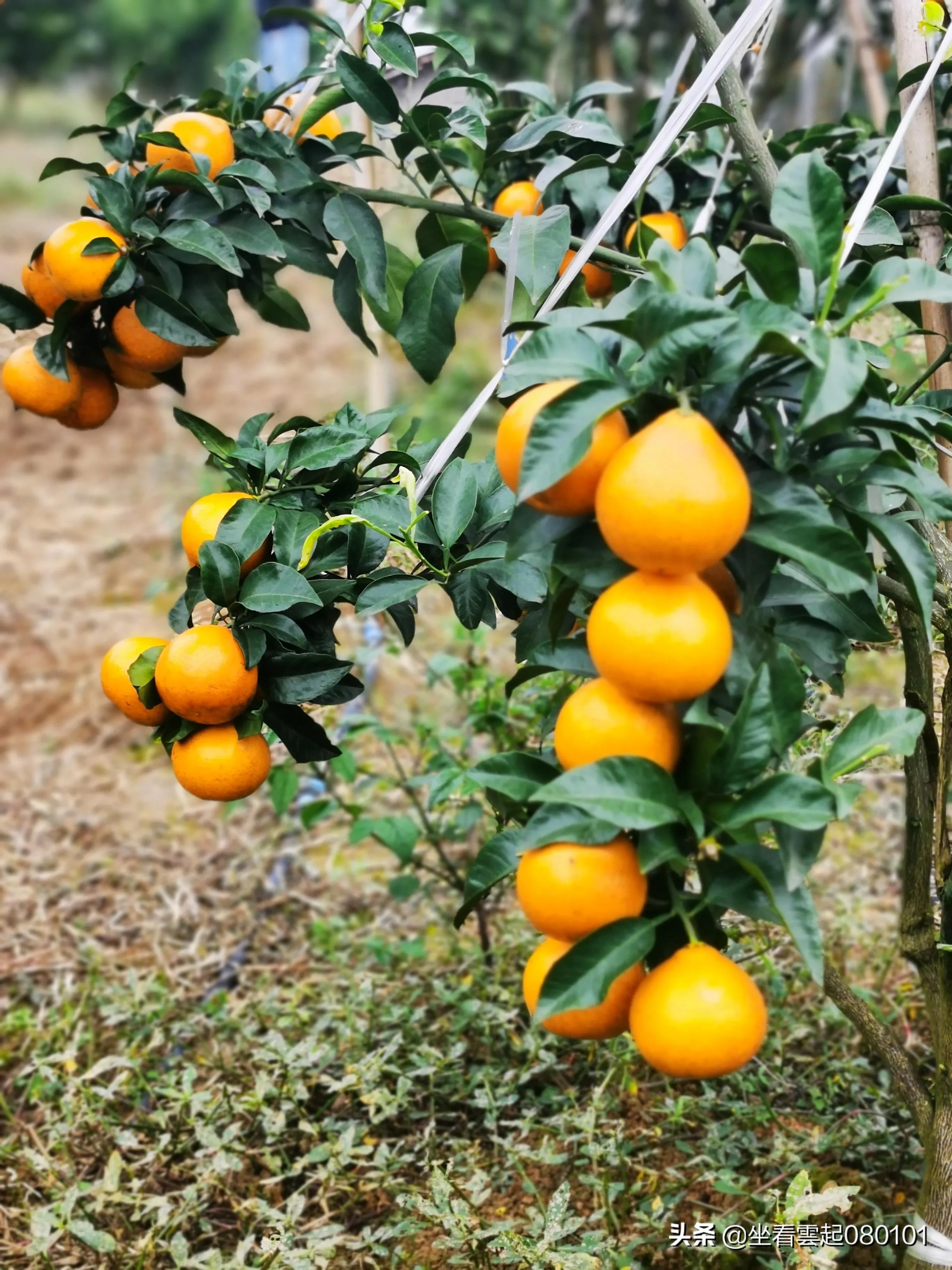 柑橘的一首诗,柑橘诗词