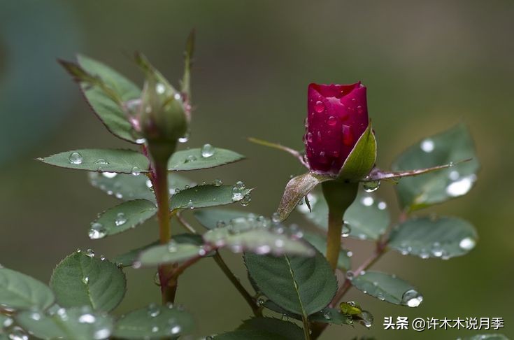 秋天月季雨水多月季会不会烂根,月季雨季长白粉怎么办