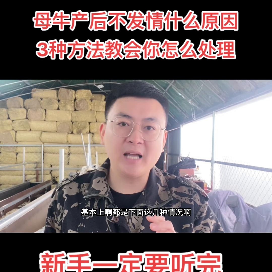 母牛产后不发情，几乎所有养牛人都遇到过，听完我的方法，...