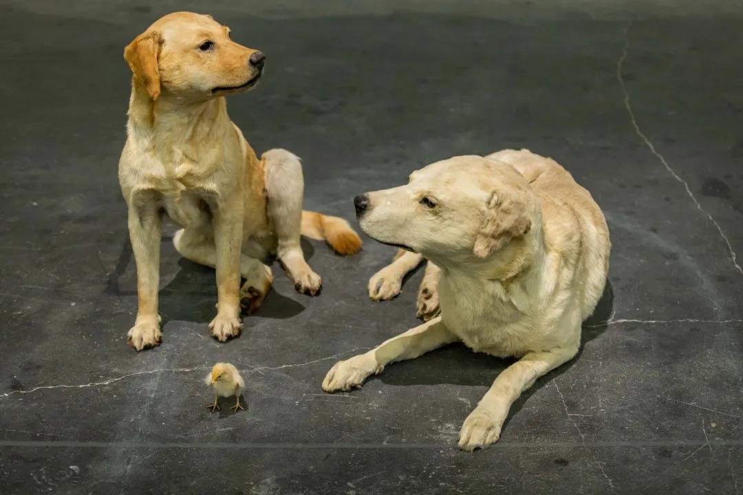 RR·PEOPLE|卡特兰：恶作剧艺术家