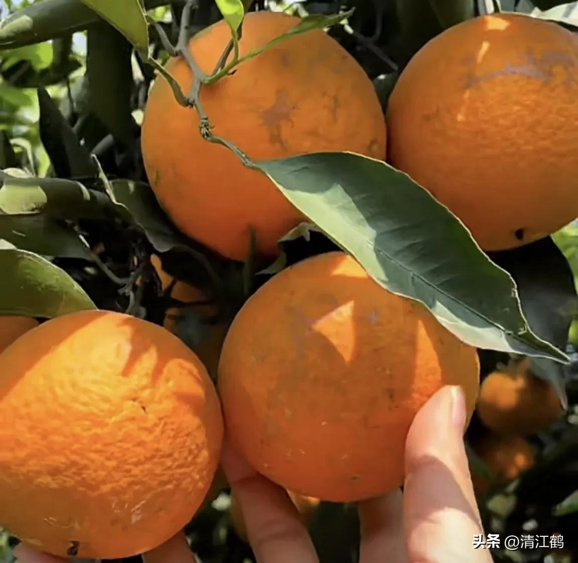 如何防柑橘成熟期低温落果,柑橘返青后怎样脱青