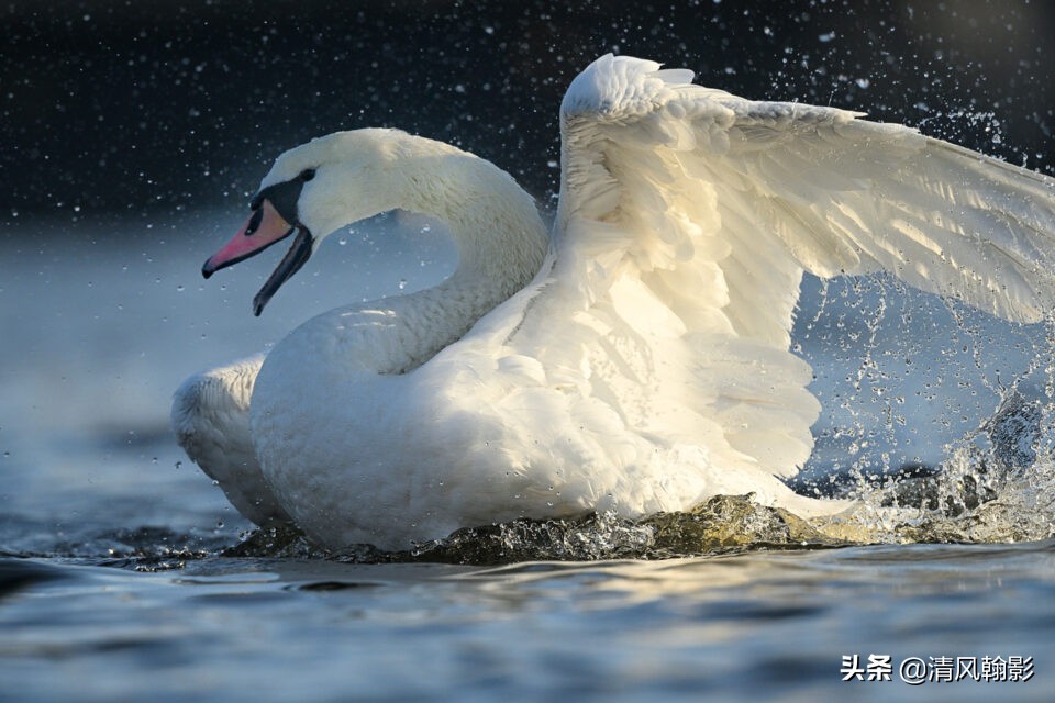 z9拍鸟照片,z9相机购买攻略