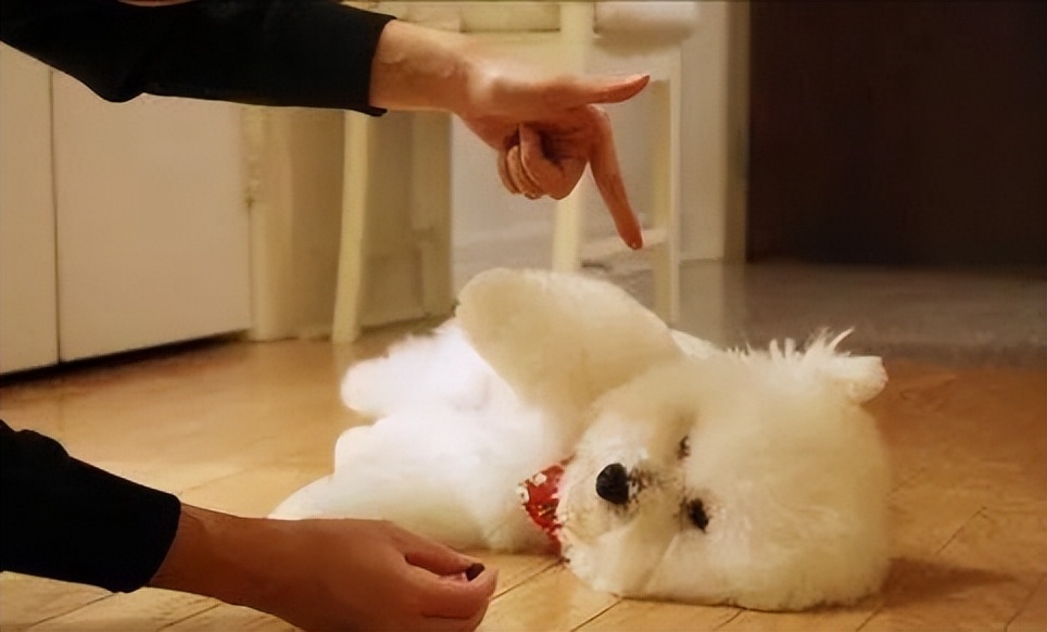 怎么判断比熊的好坏,怎么判断比熊是不是纯的