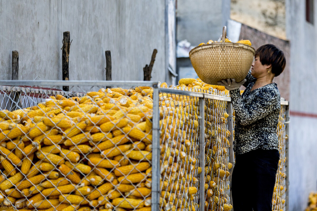 玉米要涨价的节奏,玉米要涨价是真的吗