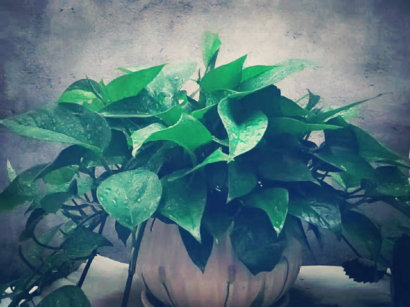 高考英语第一轮总复习考点03代词,高考英语一轮专题复习名词讲解