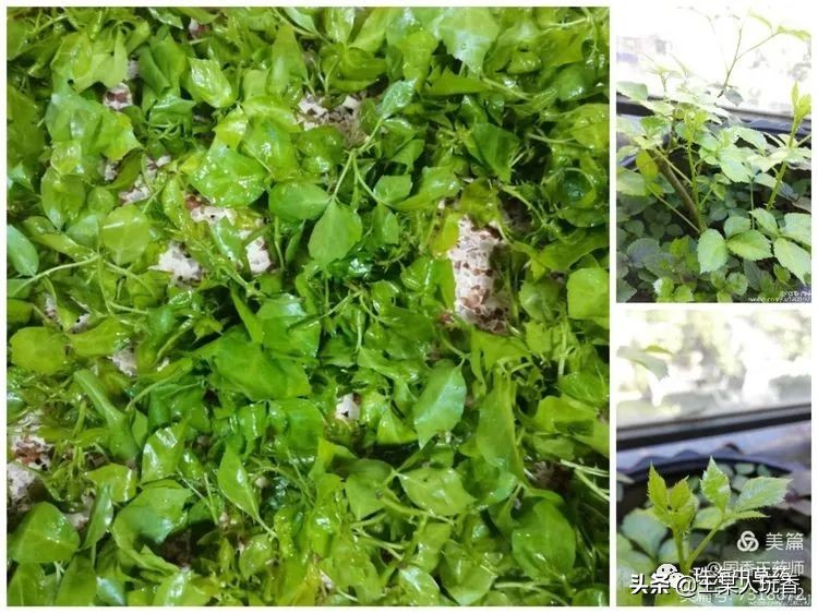 石家庄挖野菜攻略,挖野菜攻略