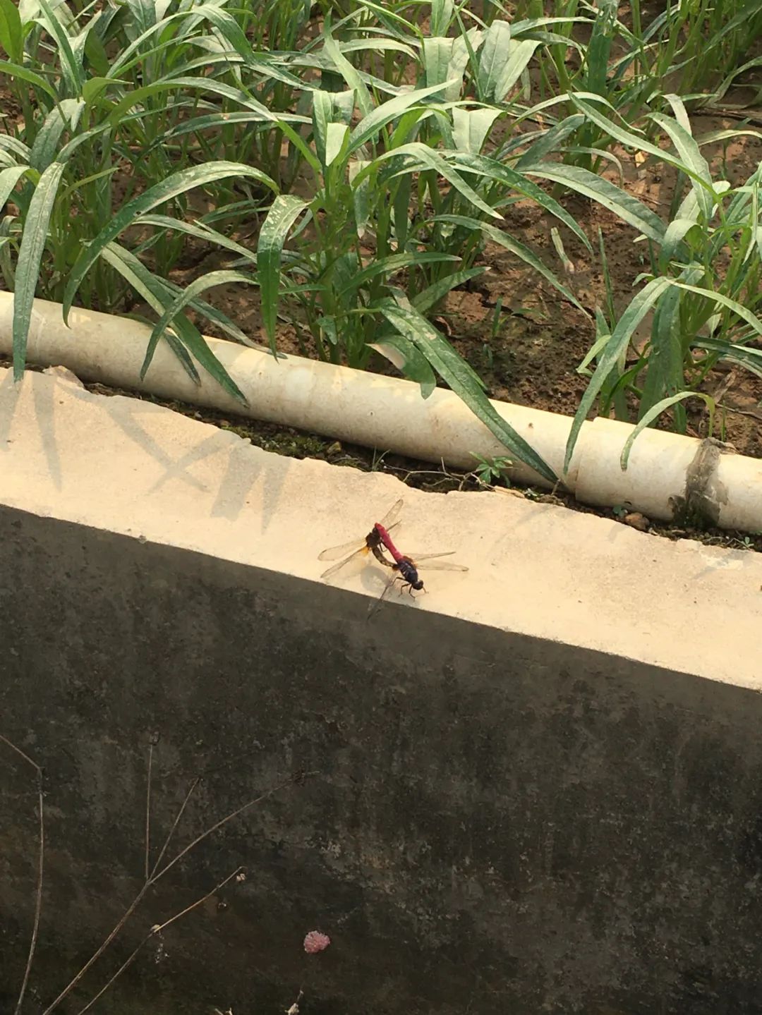 旭光车行雅迪电动车,旭光单车