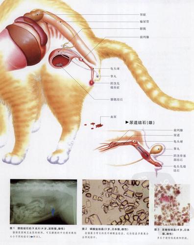猫咪除了公母，居然还隐藏其他性别!?