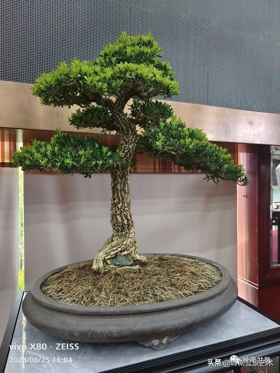 “不忘初心，开拓进取”——中山盆景协会第八届会员活动圆满成功