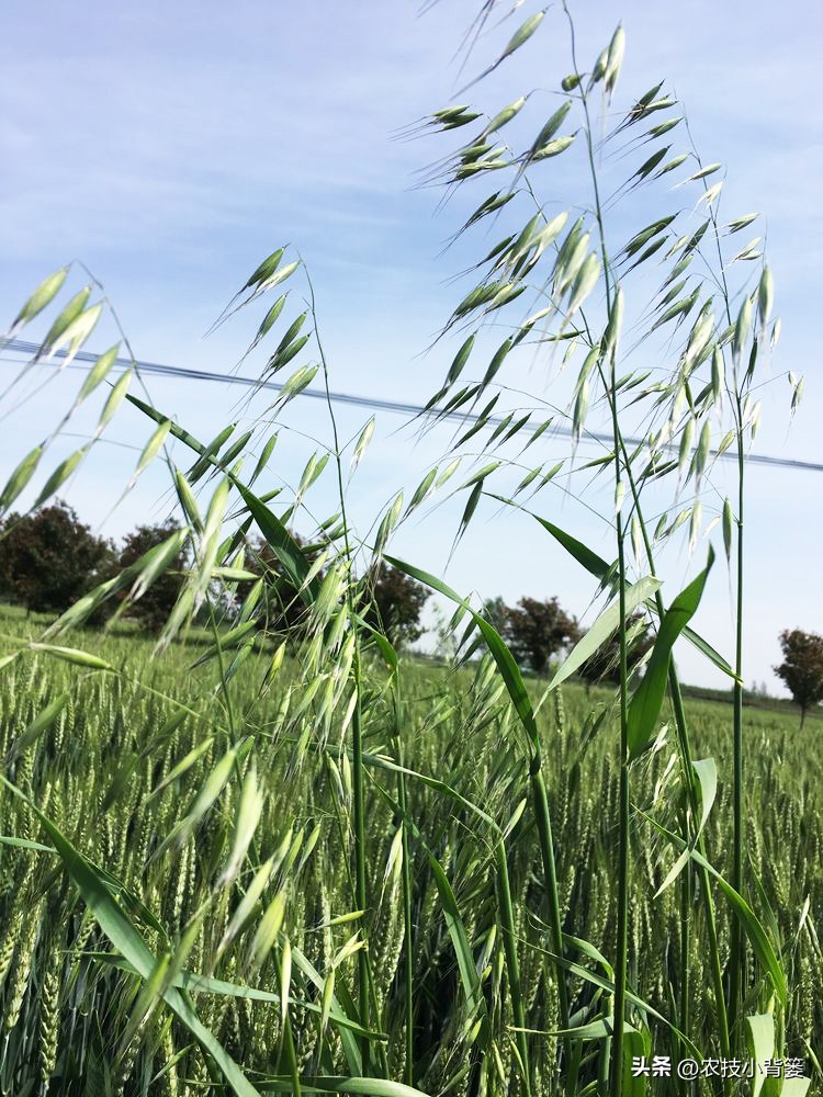 怎么解决小麦杂草问题,防治野麦子用什么药