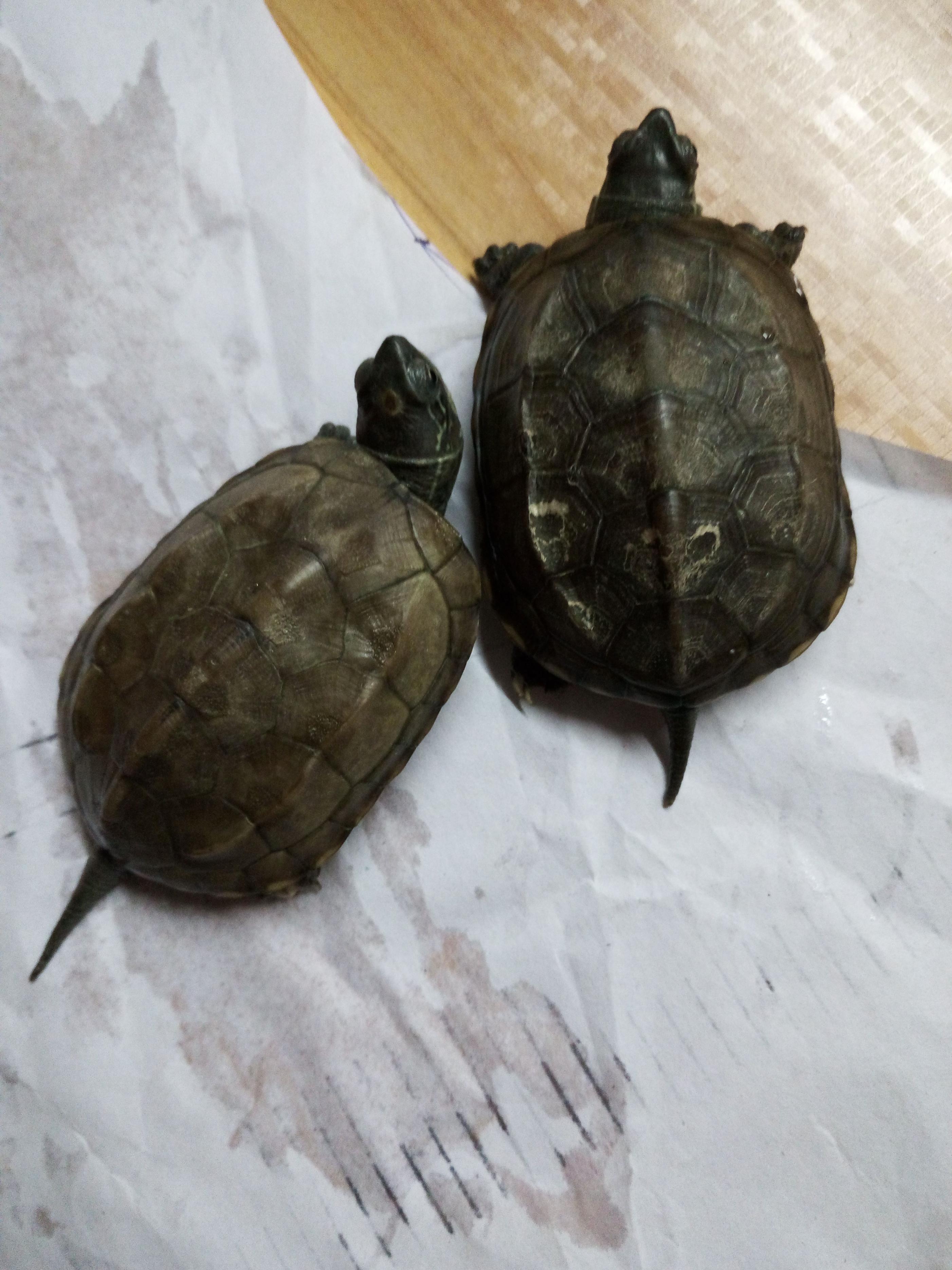 养龟必备的十大药,养龟知识100条解决养龟常见问题