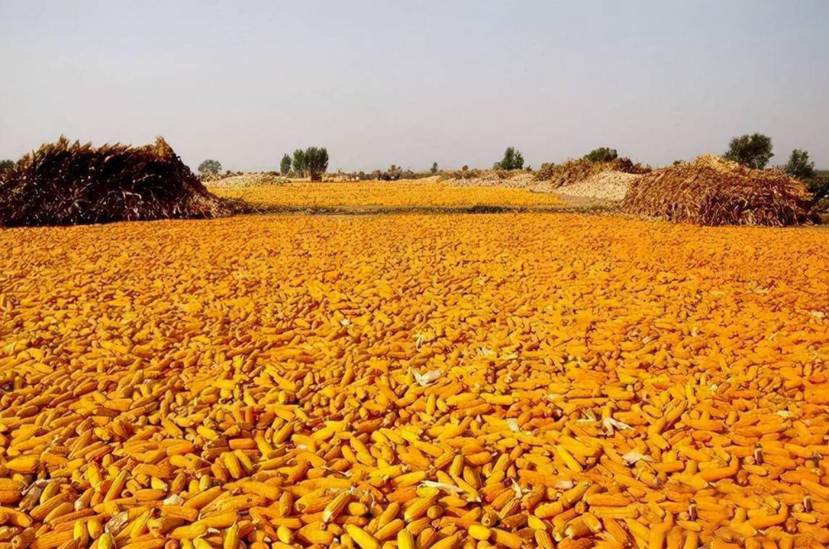 美国70万吨玉米订单被取消了吗,中国取消美国玉米订单吗