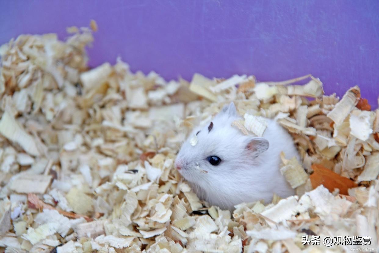 仓鼠为什么会吃木屑,仓鼠为什么可以在木屑里吃东西