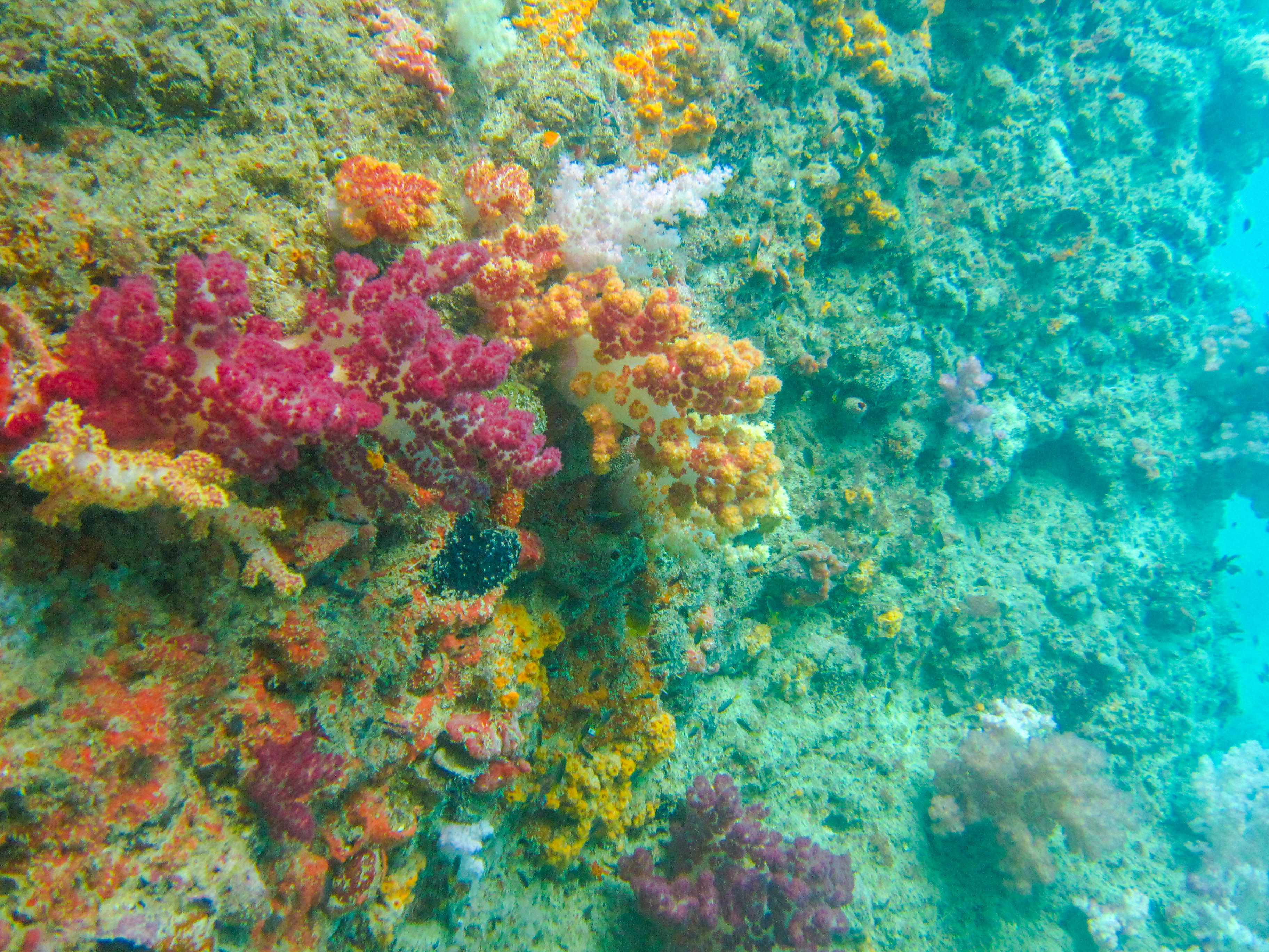孤悬在太平洋上的岛国，帕劳，人生最值得一去的旅游目的地之一