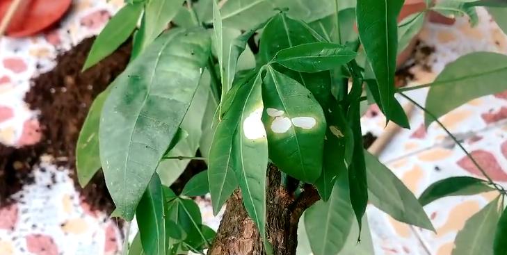 发财树病虫害图解大全,发财树都有哪些病虫害