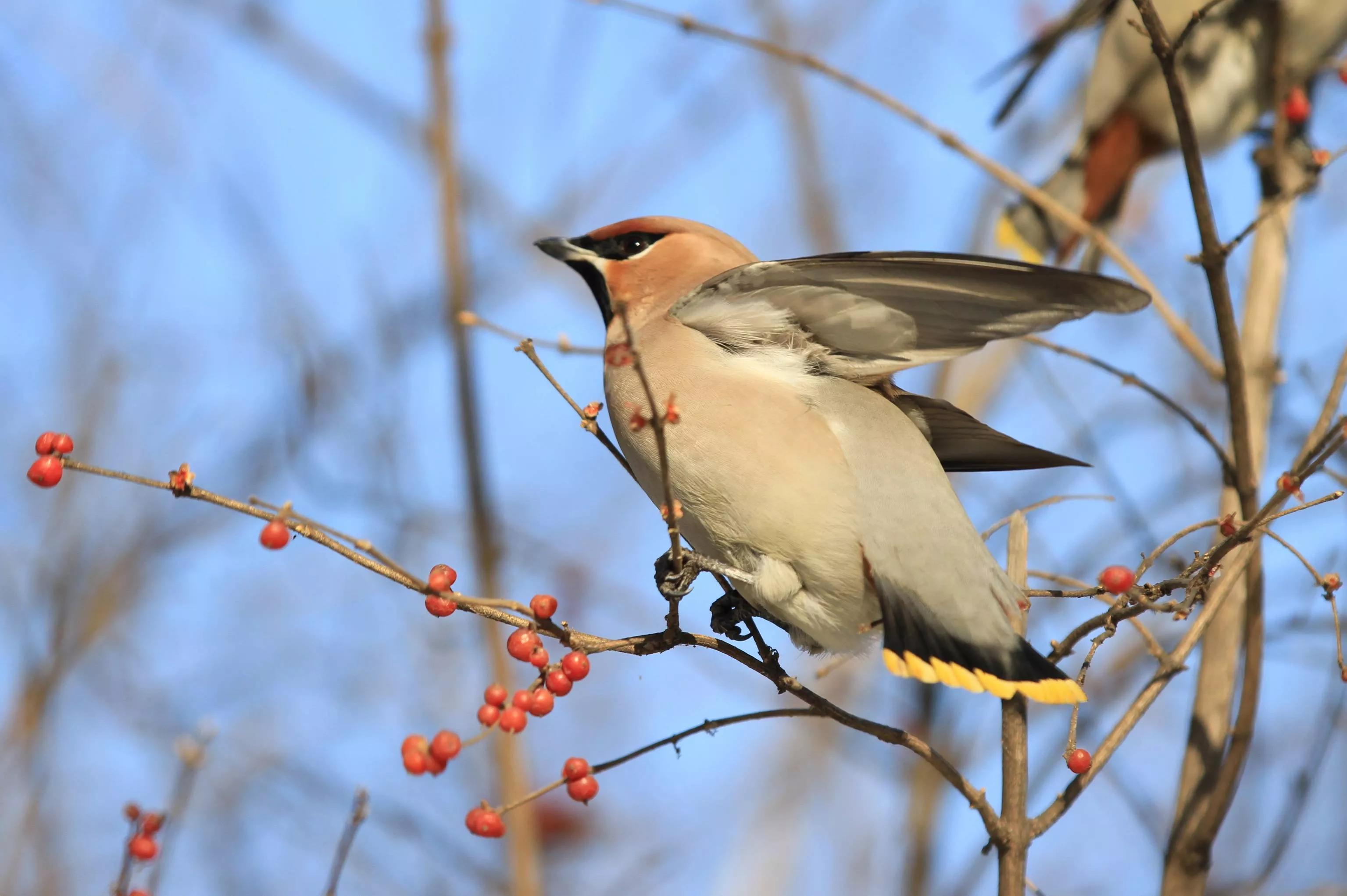 太平鸟图片素材,太平鸟图片大鸟