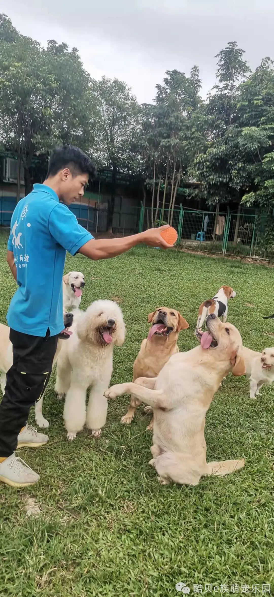 养狗误区123,养狗的误区