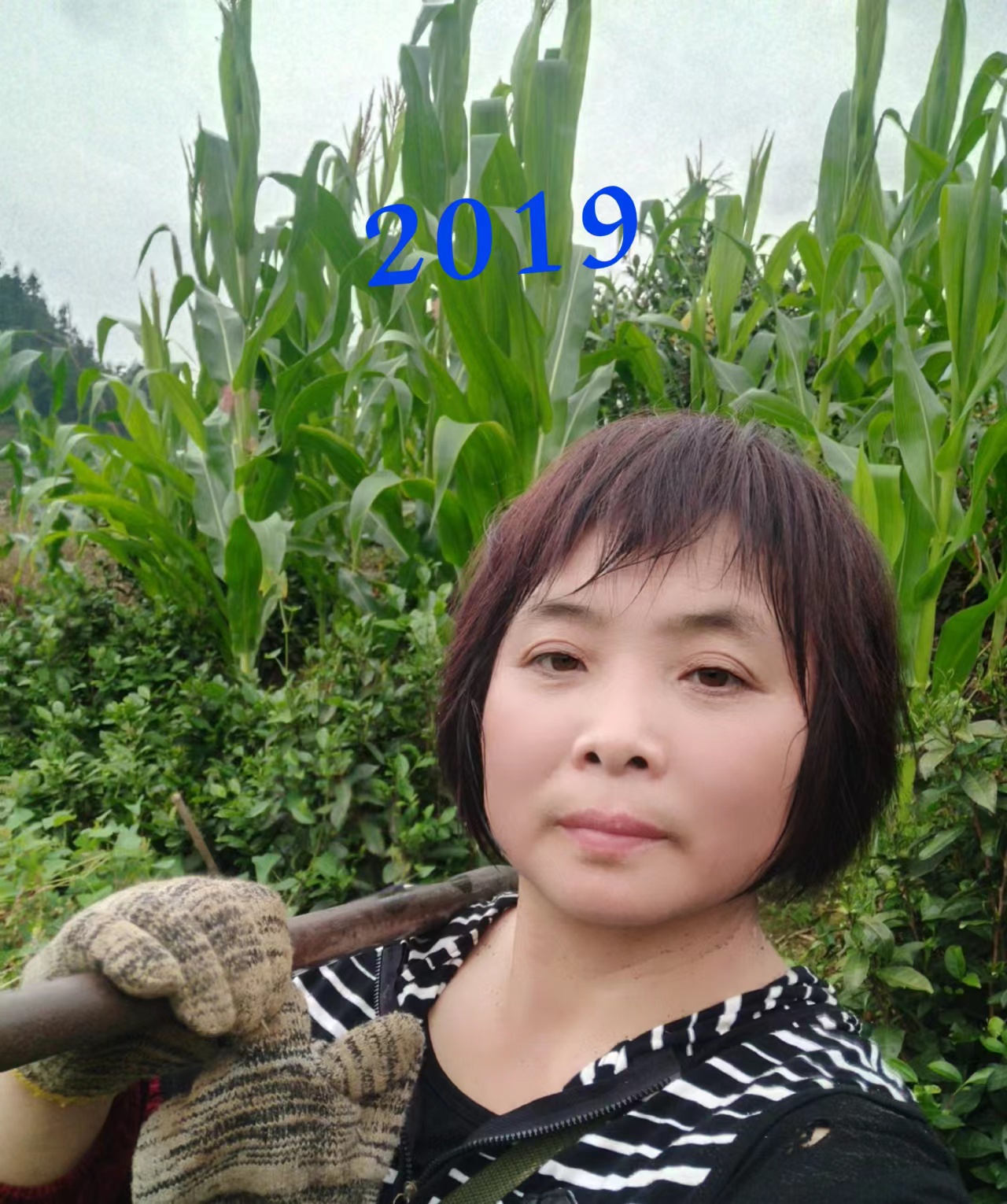 茶农张红英，别人从农村去城市，她却从城市回农村，只为种出好茶