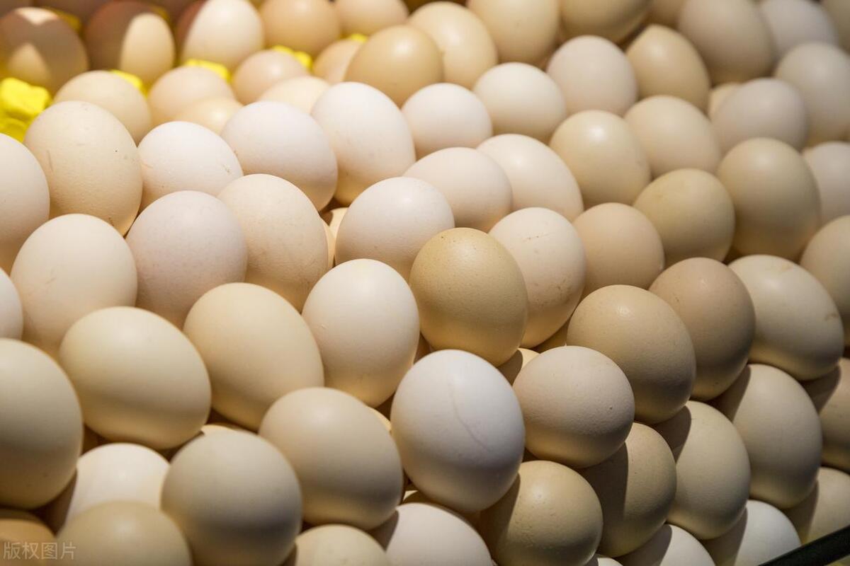 今日白羽鸡苗价格行情,今日白羽鸡苗价格行情走势预测