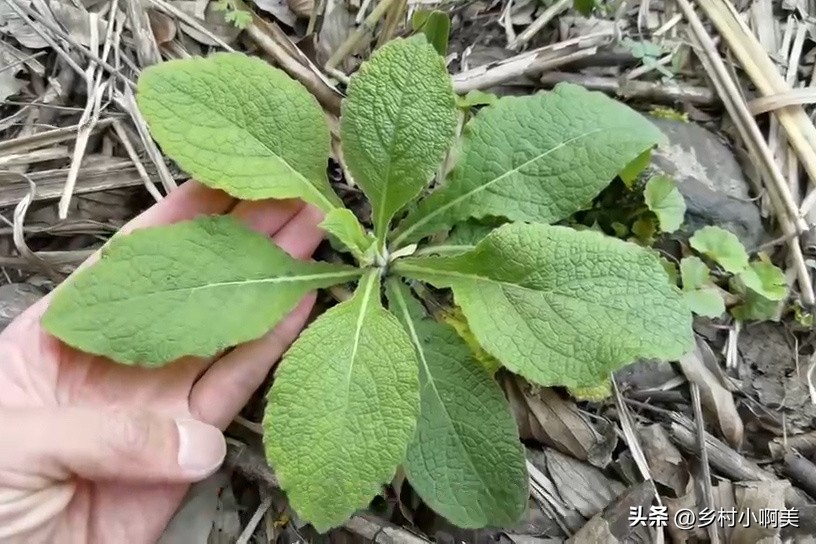 农村这种植物之前无人问津,农村容易得到止咳化痰的草