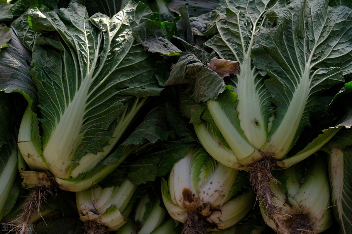 白菜的正确摆放,白菜一般放在什么位置保存