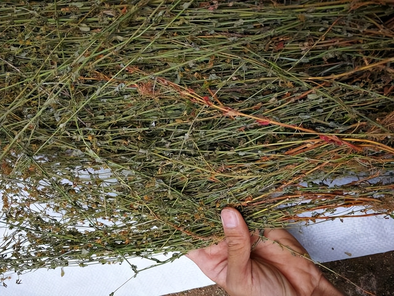 田基黄别名与图片,田基黄有哪几种图片