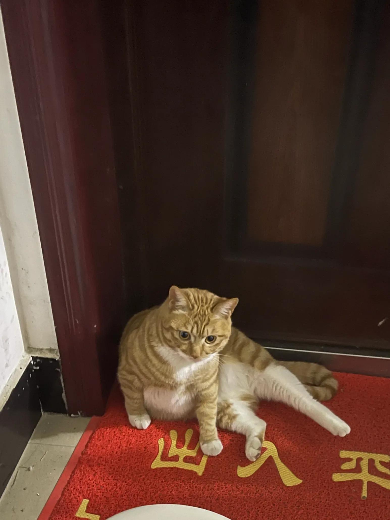 猫咪怎么养才能变成小奶猫,猫咪养不了了怎么安排去处