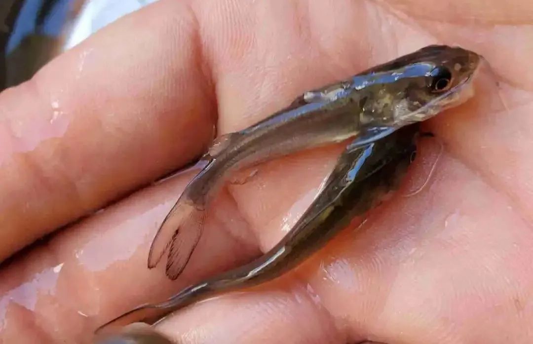 杯体虫在鮰鱼上面很常见,科学养殖塘鲺鱼苗