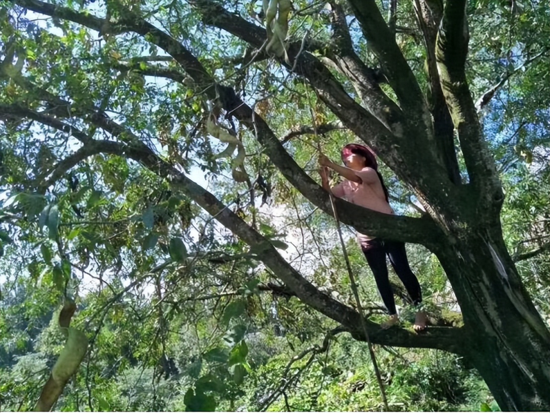 萝小萌食记｜有关皂角米，到底还有多少谣言？