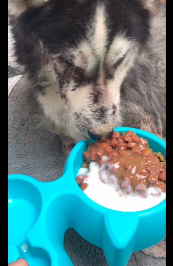 哈士奇眼睛上面白色点的地方红肿,哈士奇一只眼睛红肿