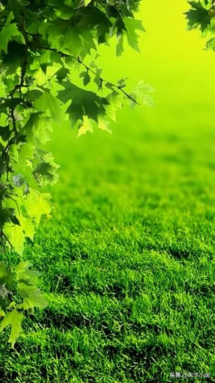 最美的手机壁纸大全,养眼养心的壁纸