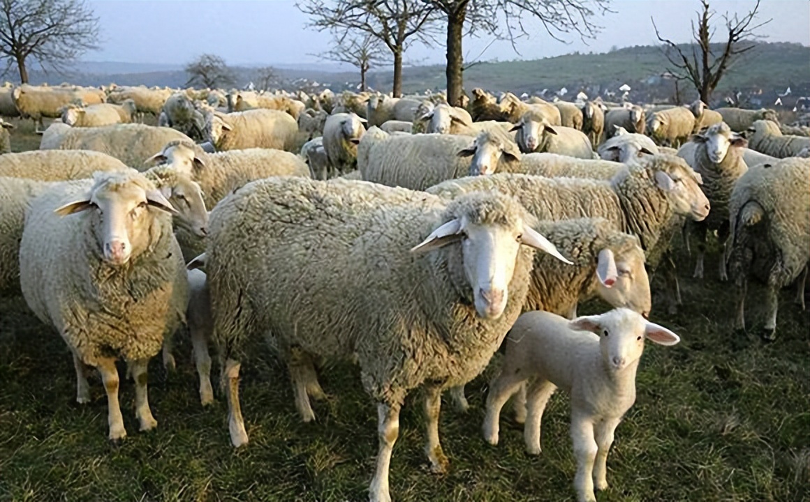 养殖羊怎么看羊长相,多少年养的羊才算老羊