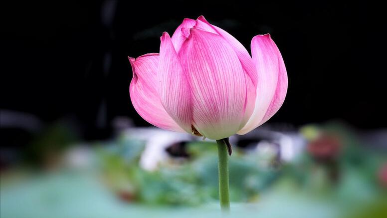 浠ュ杽涓哄弸浠ュ痉涓洪偦,浠ュ杽涓烘湰浠ュ痉涓洪偦