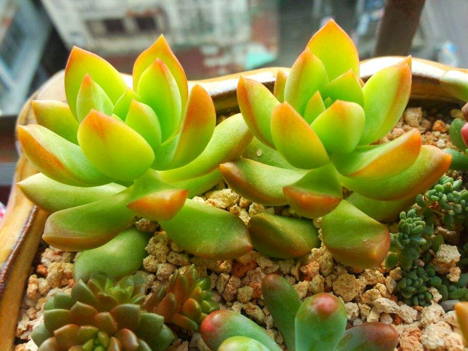 爱徒长的黄丽别嫌弃，3月控一控，养成漂亮“宝石花”