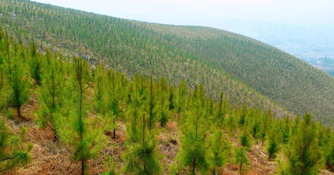 推动红河高质量跨越发展,奋力推动红河高质量跨越式发展