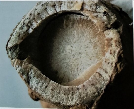 中医三七药材标准,三七真假对比图片三七主治