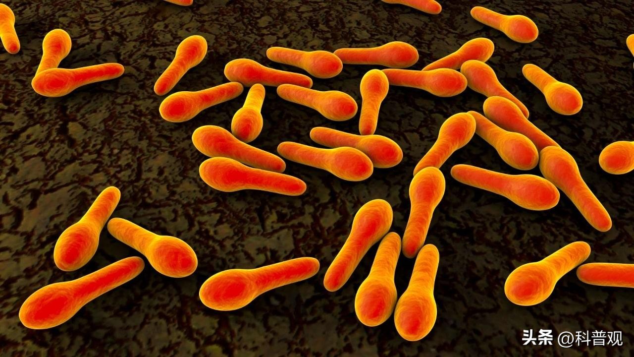 四川臭猪肉悬挂房梁30年,四川臭猪肉对人有什么危害