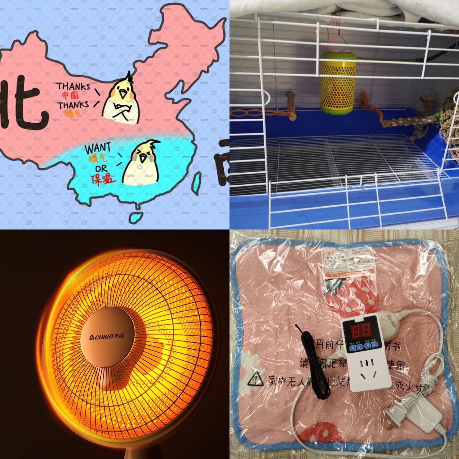 鹦鹉出血急救方法视频播放,玄凤鹦鹉临死之前的急救方法