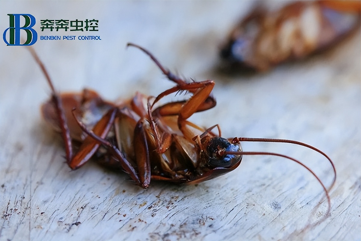 蟑螂怎么消灭最彻底家里最有效,蟑螂怎么正确消灭最彻底百科