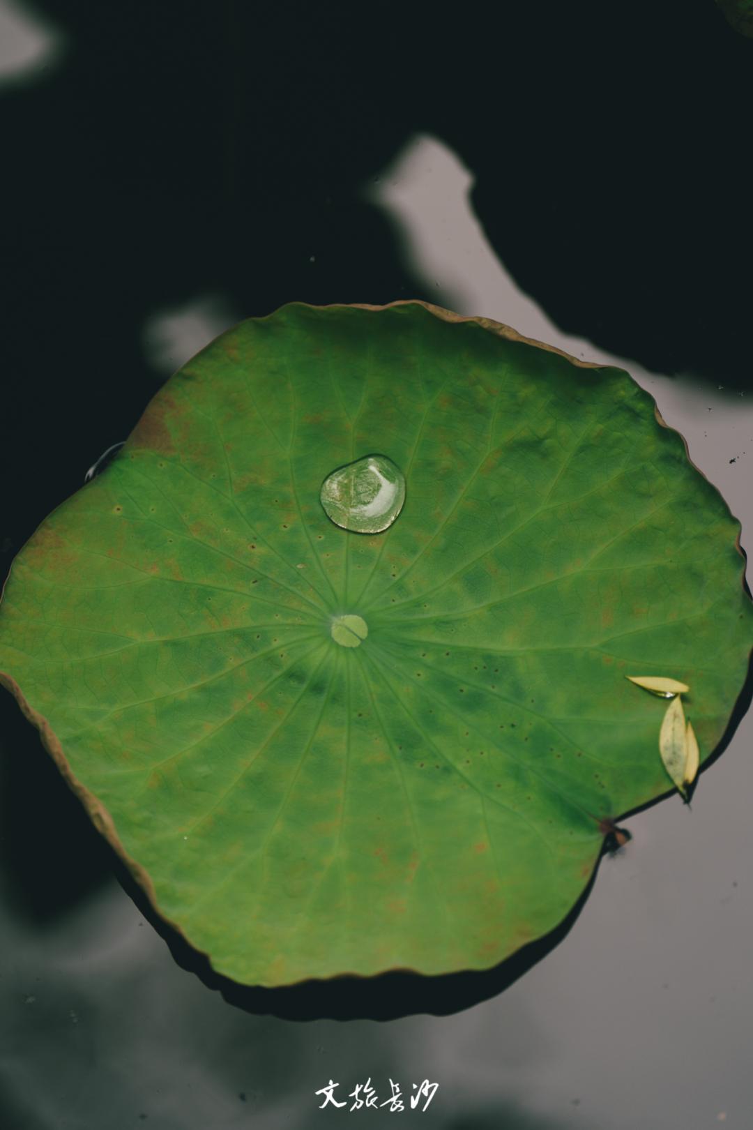 长沙赏秋去哪里,长沙第一波赏荷地图