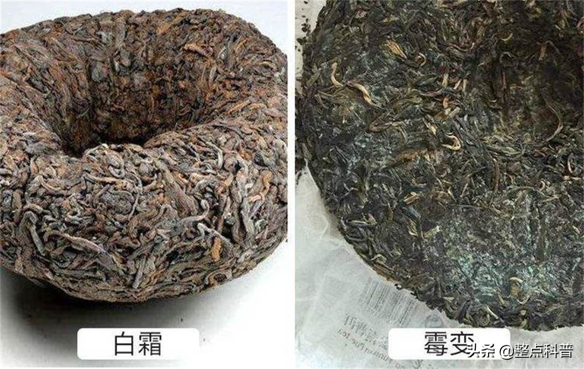 普洱茶熟茶里的霉菌,变质的普洱茶熟茶喝了会如何