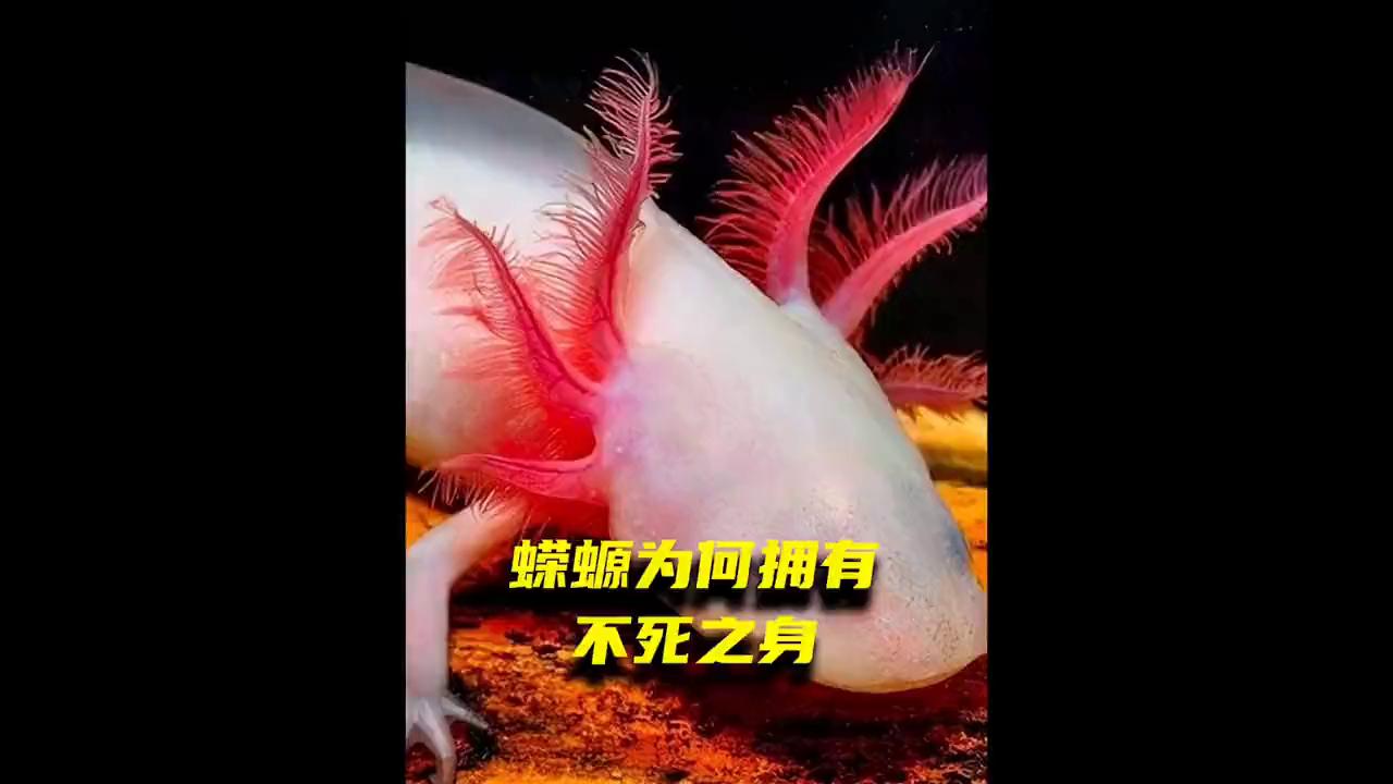 蝾螈究竟能再生多大的大脑视频,再生之王的蝾螈究竟有多厉害